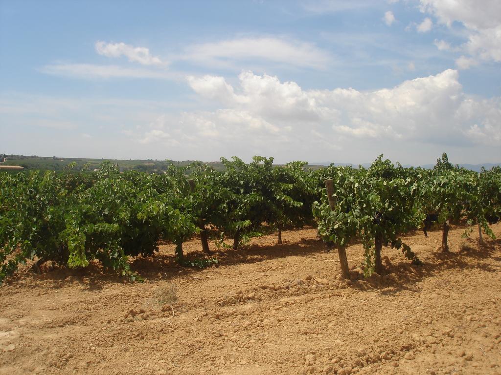 Maison d'hôtes Agroturisme Cal Jeroni à Avinyonet del Penedes Extérieur photo